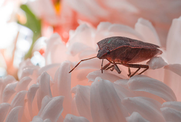 Вонючий жук на белом цветке, макрофото
 - Фото, изображение