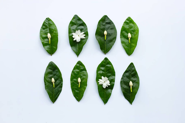 Fiore di gelsomino con foglie su sfondo bianco
. - Foto, immagini