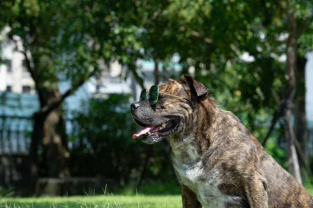 Onnellinen koira aurinkolasit, Pit Bull, amstaff, Stafford puistossa
. - Valokuva, kuva