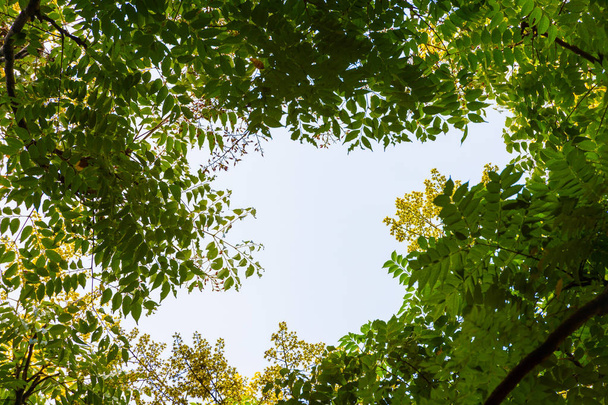 Вид сверху с веткой дерева и голубым небом - Фото, изображение