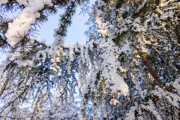 Ramas de un árbol siempreverde cubierto de nieve y hielo
 - Foto, Imagen