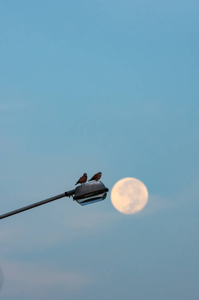 満月の背景を持つ街路灯 A 朝ハト - 写真・画像
