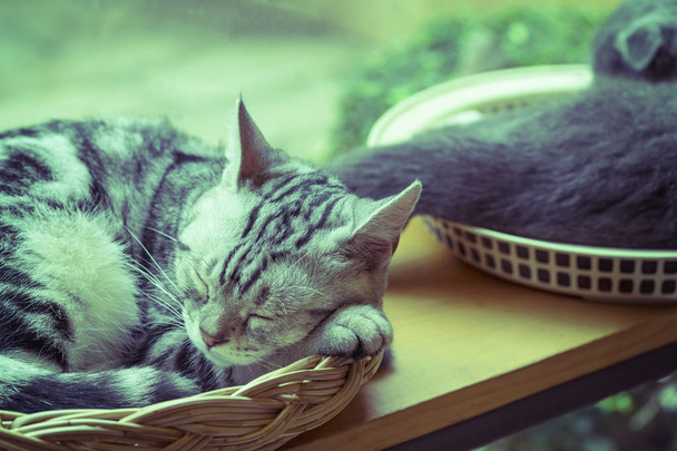 ασημί σύννεφο στυλ γάτα ύπνου στο καλάθι με vintage φίλτρο - μπορεί να χρησιμοποιήσει για να εμφανίσει ή μοντάζ στο προϊόν - Φωτογραφία, εικόνα