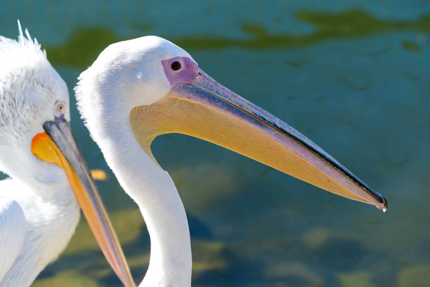 Nagy fehér vagy keleti fehér pelikán, rózsás pelikán vagy fehér pelikán egy madár a pelikán családban.Fajták Délkelet-Európából Ázsián keresztül és Afrikában mocsarak és sekély tavak. - Fotó, kép