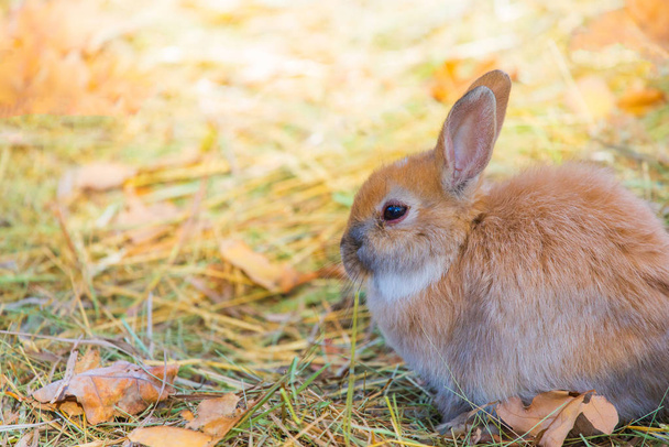 Una foto ravvicinata di un giovane coniglio bruno faccia nell'erba. - Foto, immagini