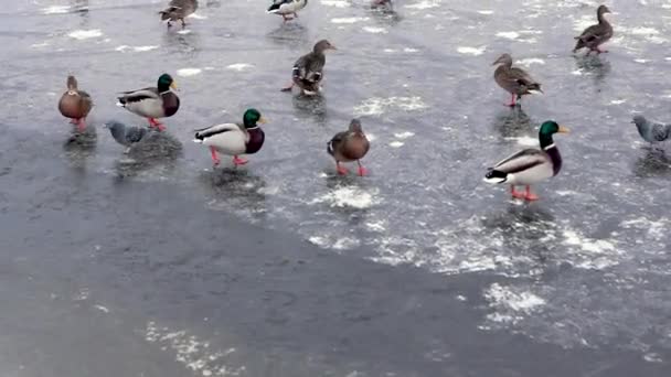 Komik ördek gölet buz yiyecek arayan - Video, Çekim