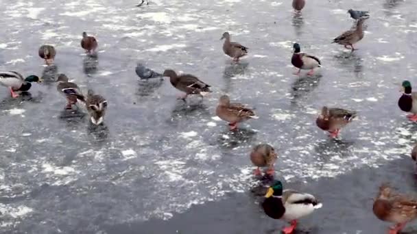 Ördekler donmuş gölet, SLIP ve plop buz üzerinde çalıştırmak - Video, Çekim