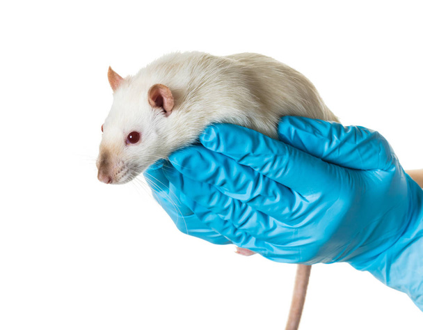 hands in medical gloves hold a rat on white background - Fotoğraf, Görsel