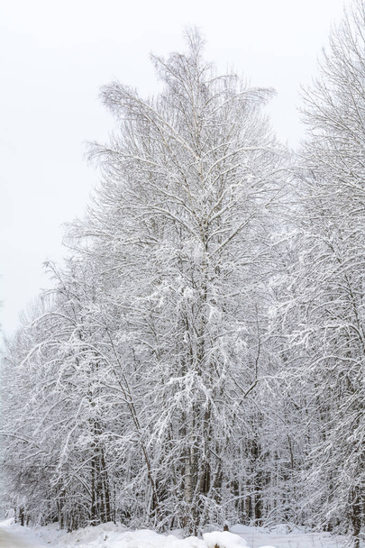 Nature, Winter Forest, Grove, Trees in the snow, Cold - Foto, Imagem