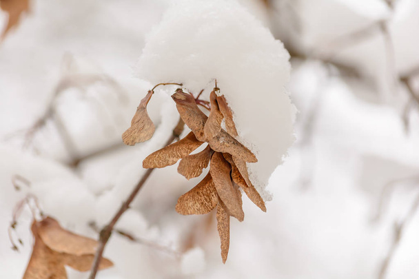 Forêt d'hiver, Bois, Nature, Arbres, Branche, Journée de la neige, Froid, Graines d'érable - Photo, image