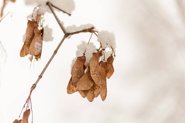Зимний лес, Роща, Природа, Деревья, Ветвь, Снежный день, Холод, Кленовые семена - Фото, изображение