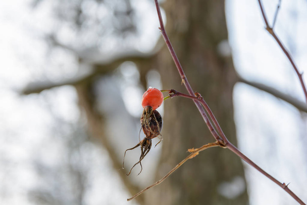 Zralé zmrazené bobule růží boky v zimě v lese - Fotografie, Obrázek