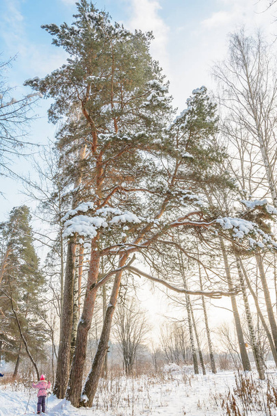 nature, forêt d'hiver, bosquet, arbres dans la neige, froid, pins et épinettes - Photo, image