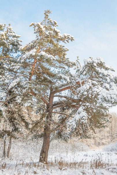 Natur, Winterwald, Hain, Bäume im Schnee, Kälte - Foto, Bild