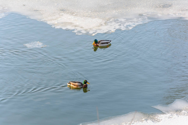 Patos en el río en invierno, Naturaleza, Bosque de invierno, Arboleda, Frío, Río congelado - Foto, Imagen