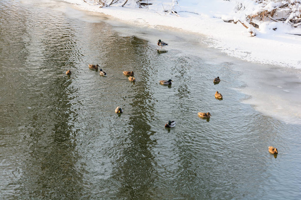冬、自然、冬の森、グローブ、寒さ、凍る川のアヒル - 写真・画像