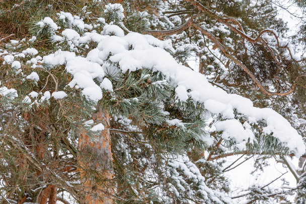 Zimní les, Příroda, Stromy, Smrky a borovice, Větev, Sněžný den, Zima - Fotografie, Obrázek