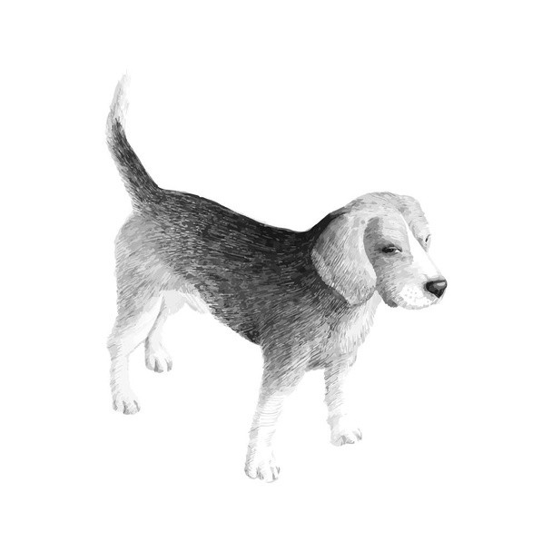 Pequeño perro raza Beagle, bosquejo gráficos vectoriales dibujo en blanco y negro. Perro dibujado a mano garabato. Imagen de mascota, fondo de póster. Retrato animal decorativo, aislado
. - Vector, imagen