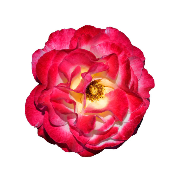 Top näkymä kaunis punainen ruusu pää lähikuva. Punainen ruusu eristetty. Arka ruusupää läheltä. Puutarhan kukkia. Syvä keskittyminen
. - Valokuva, kuva