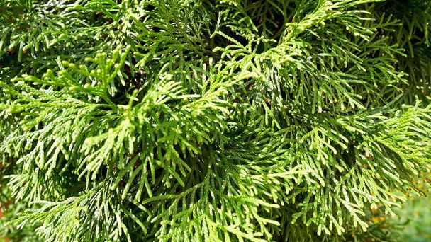green trees in the park. thuja trees close up. - Фото, изображение