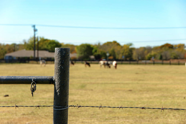 Dráty, ocelové post plot s rezavou karabina a krávy na pozadí. Ostnatý drát na plot s jasně modré obloze. Zblízka ostnatým drátem pro oblast koně. - Fotografie, Obrázek