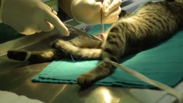 El veterinario esterilizó al gato macho - castración del gato
 - Metraje, vídeo