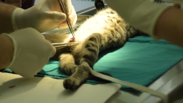 De dierenarts gesteriliseerd de mannelijke kat - castratie kat - Video