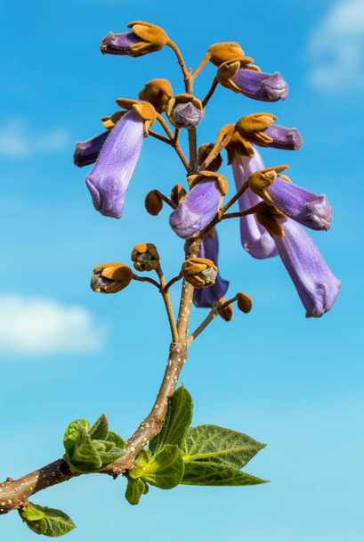 Fast growing tree Paulownia flower over blue sky with clouds. Paulownia tomentosa ornamental flowering tree, branches with green leaves, seeds and violet bell springtime inflorescence. - Photo, Image