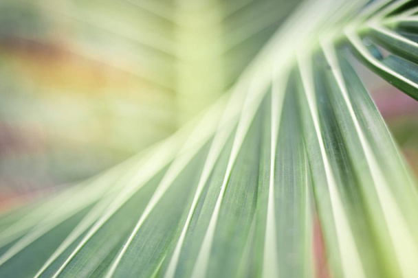 Liść tło, abstrakcyjny charakter, zielony liść - Zdjęcie, obraz