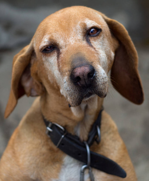 Acı ve güzel gözleri olan Kızıl saçlı köpek - Fotoğraf, Görsel