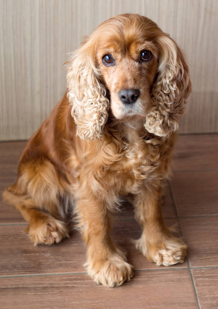 Vörös hajú kutya cocker spániel, szomorú és szép szemek - Fotó, kép