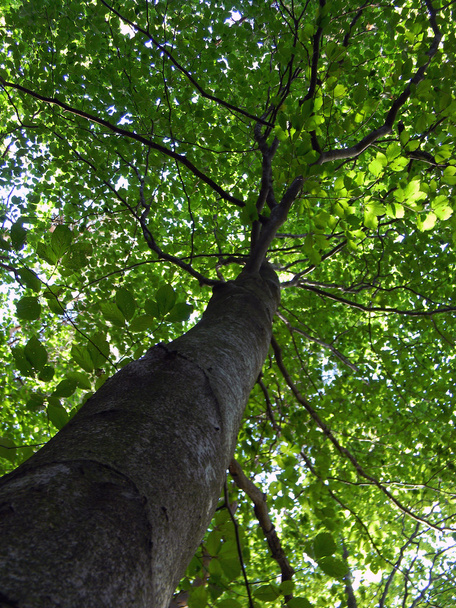 green spring tree - Photo, Image