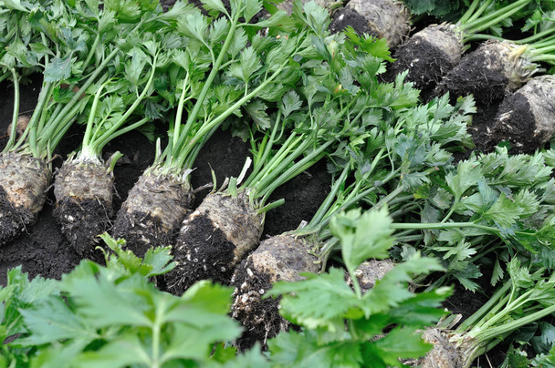 la pile de céleri mûr fraîchement récolté (légumes-racines) dans le potager
 - Photo, image