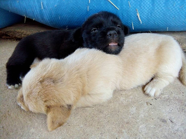Filhotes de cachorro preto e biege estão dormindo perto dos sacos de arroz em um celeiro.
. - Foto, Imagem