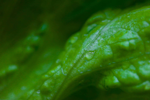 Fresh salad leaf with water drops, macro. Green salad leaves backdrop. - Fotoğraf, Görsel