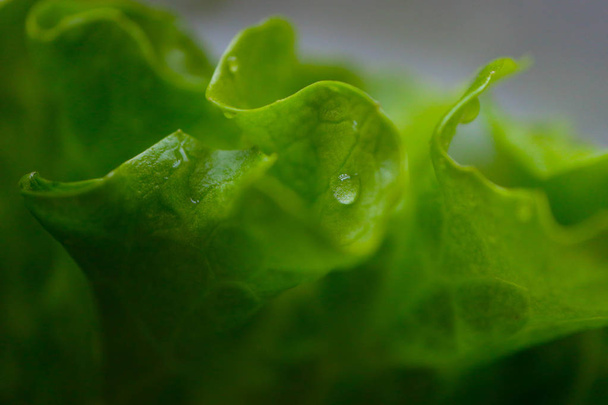Friss saláta levél víz csepp, makró. Zöldsaláta levelek hátteret. - Fotó, kép