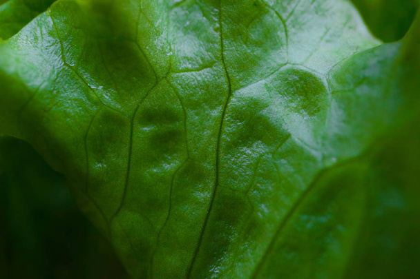 tree leaf, close up, background. Colorful green bright leaf macro view, backdrop. - Фото, изображение