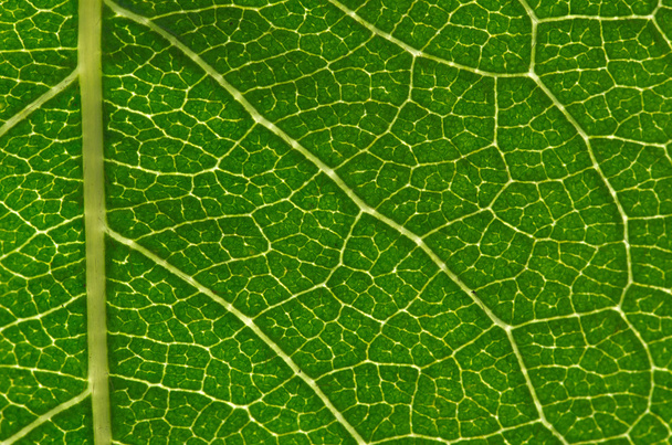 leaf texture - Φωτογραφία, εικόνα