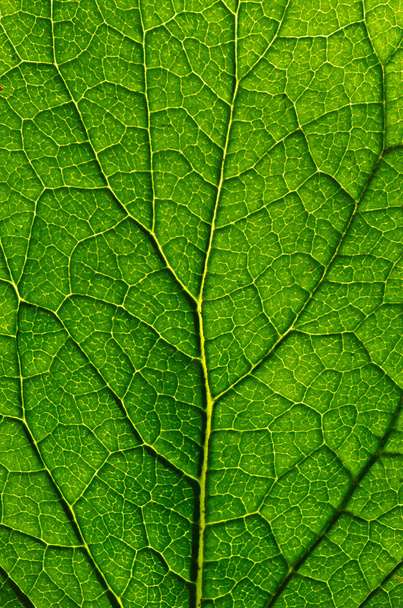 leaf texture - Foto, Imagem