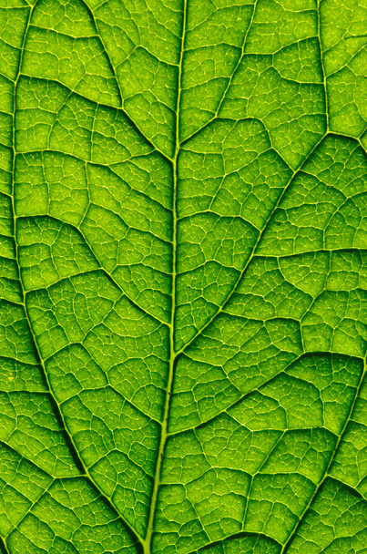 leaf texture - Фото, зображення