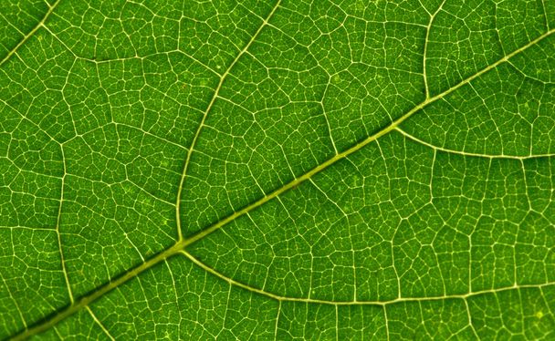leaf texture - Фото, изображение