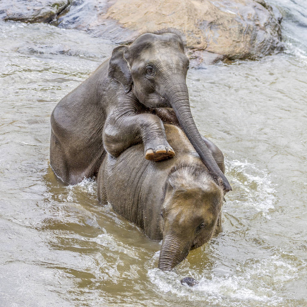 elephants in the river Maha Oya at pinnawala elephant orphanage - Фото, изображение