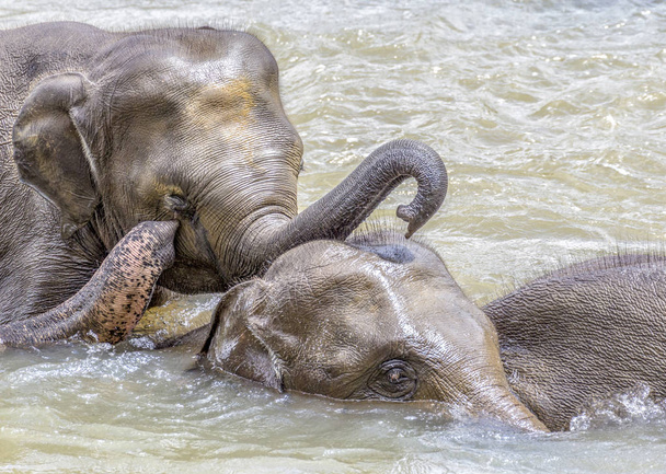 elefantes en el río Maha Oya en el orfanato de elefantes pinnawala
 - Foto, Imagen