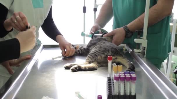 um gato doente está deitado em uma mesa veterinária, enquanto um veterinário e enfermeiros estão fazendo tratamento
 - Filmagem, Vídeo