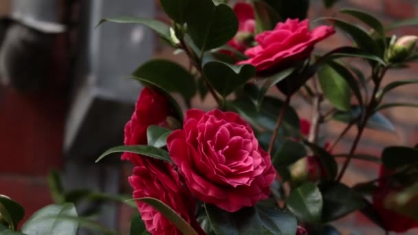 Red camellia flowers. Nice flower on wind. Beautiful Camellia flower during Spring season, Gentle nature background - Materiał filmowy, wideo