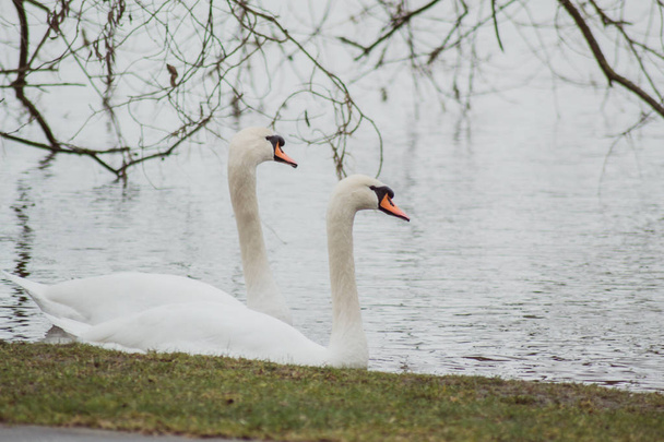 Par de cisnes brancos nadando no lago
 - Foto, Imagem