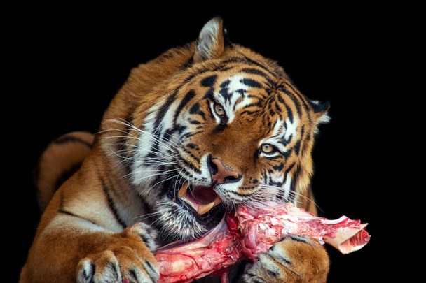 Близький тигр їсть м'ясо на чорному тлі
 - Фото, зображення
