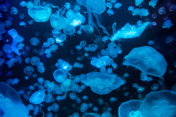 Aurelia meduusa aurita värillinen läpikuultava väri ja tumma tausta
 - Valokuva, kuva