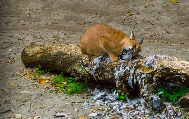 caracal lynx du désert mangeant son oiseau chassé proie sur un tronc d'arbre avec des plumes partout, un portrait animalier d'un grand chat sauvage d'Egypte
 - Photo, image