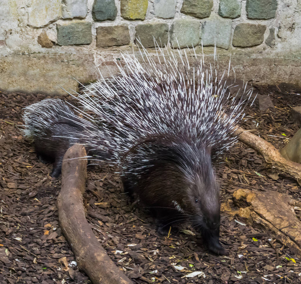 Crested porcupine in a defensive pose raising and spreading its quills to defend her child - Photo, Image